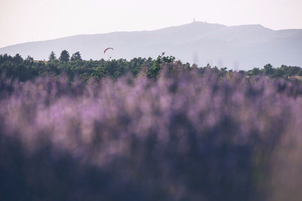 Красота лавандового поля - 7