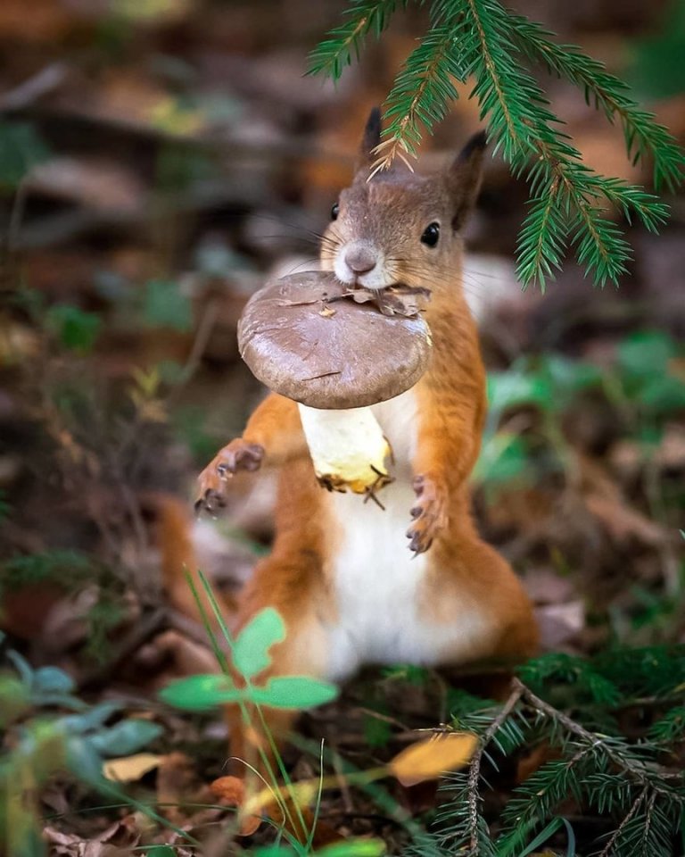 Загадочная и умиротворенная финская природа - 9