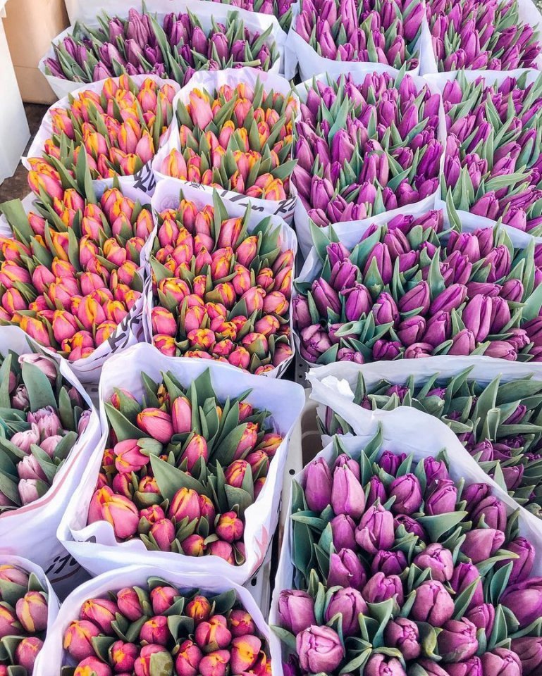 Не хватает слов, чтобы описать всё великолепие Нидерландов  - 7