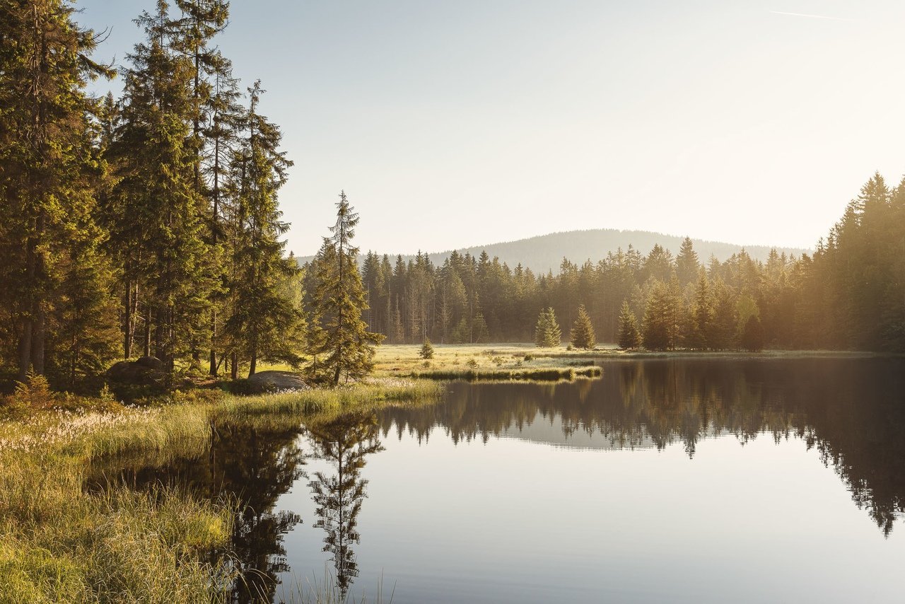 Тихие туманные леса Германии - 6