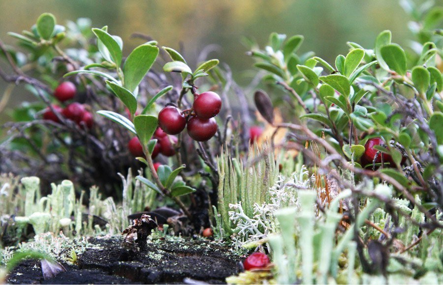 Сокровища Карелии