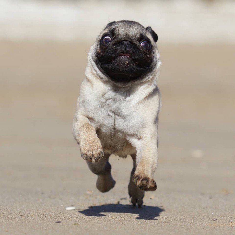 Забавные милахи. А вам нравятся мопсы? - 9