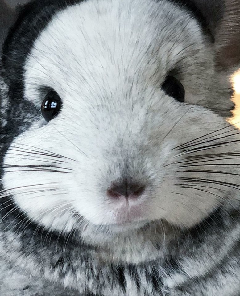 Маленькие пушистые шиншиллы  - 6