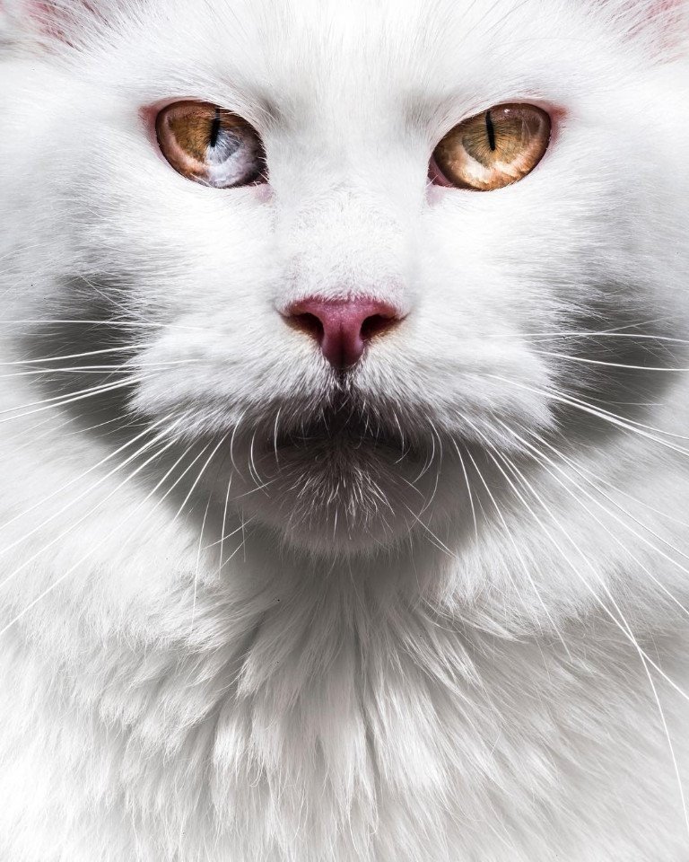 Наглые, брутальные, любимые морды - 6