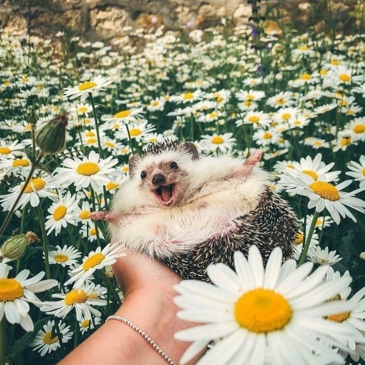 Мир принадлежит тому, кто ему рад. - 8