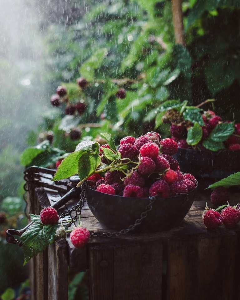 Вкусные дары лета