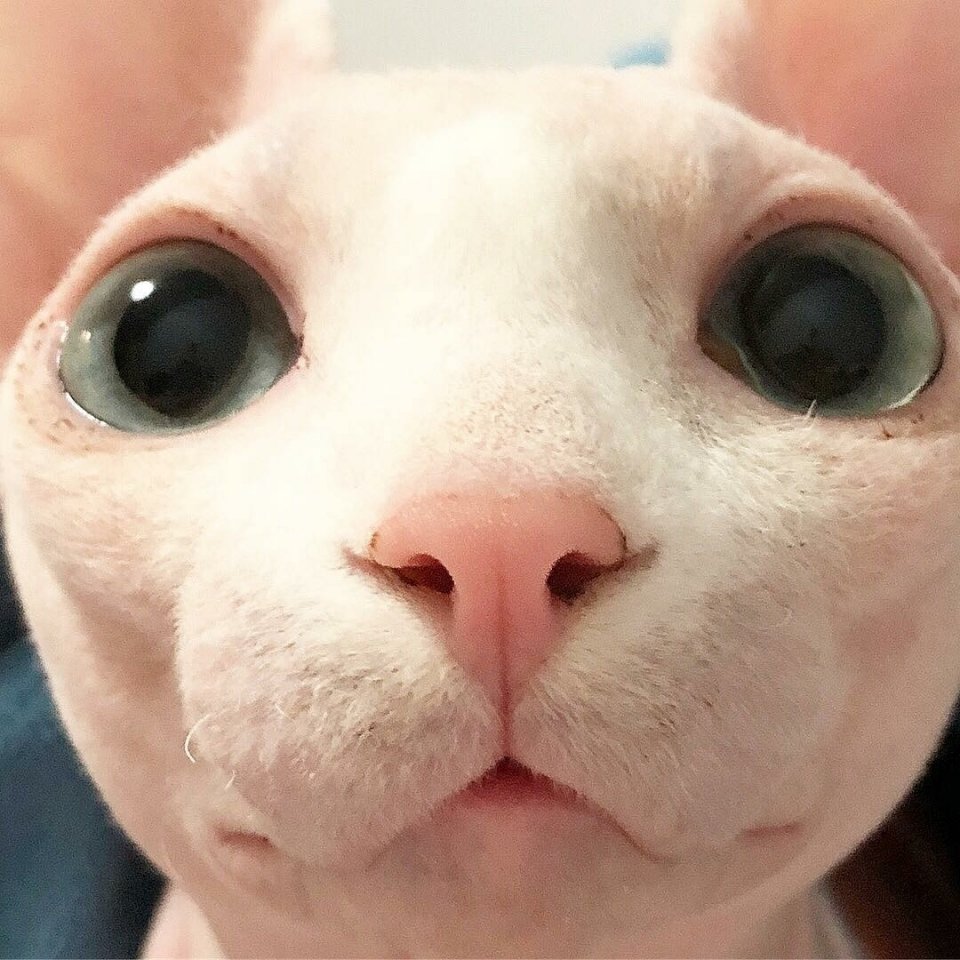 Когда у тебя нет шерсти, но ты все равно очень милый