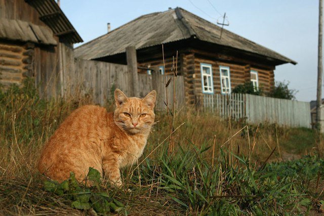 Деревенские коты как отдельный вид милоты