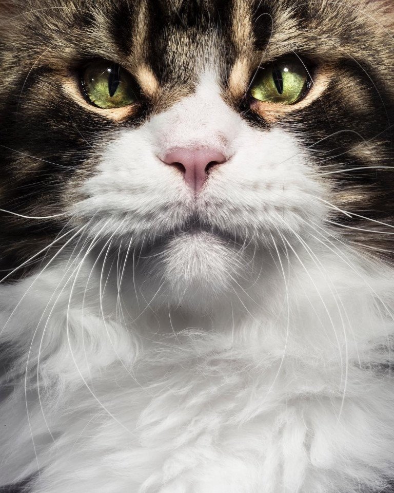 Наглые, брутальные, любимые морды - 7