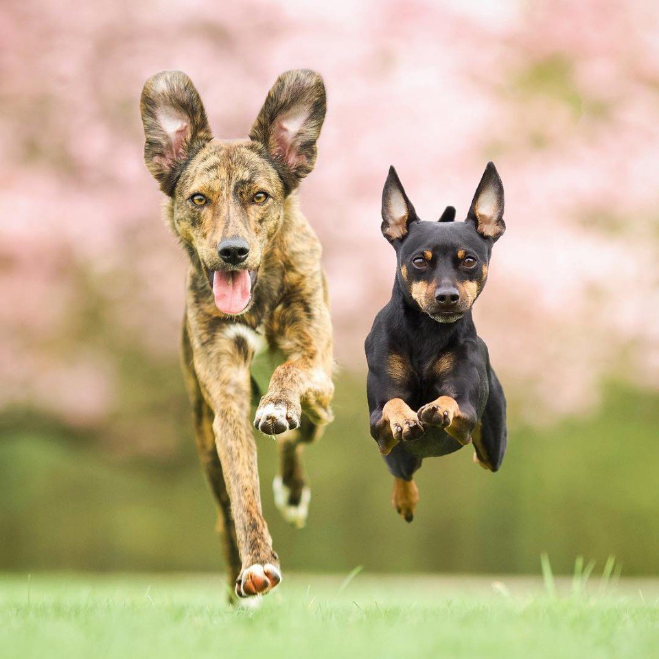 Самые верные друзья - 7