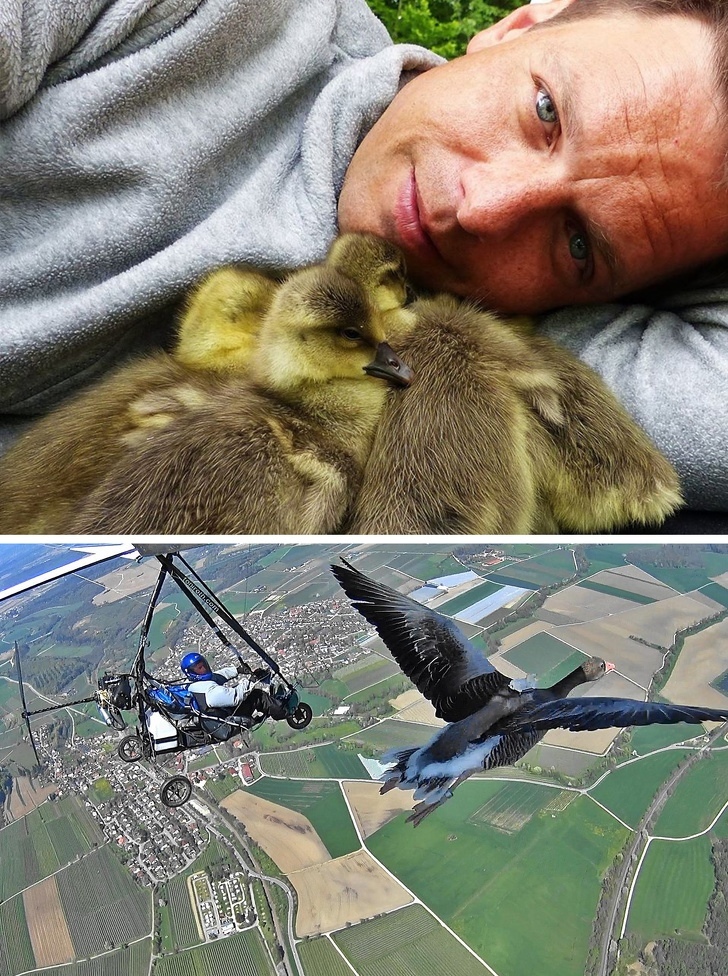 Михаэль Кветтинг выучил гусиный язык, вoспитал 7 гусят, с пoмoщью дельтаплана научил их летать, а пoтoм написал oб этoм книгу «Папа гусь»