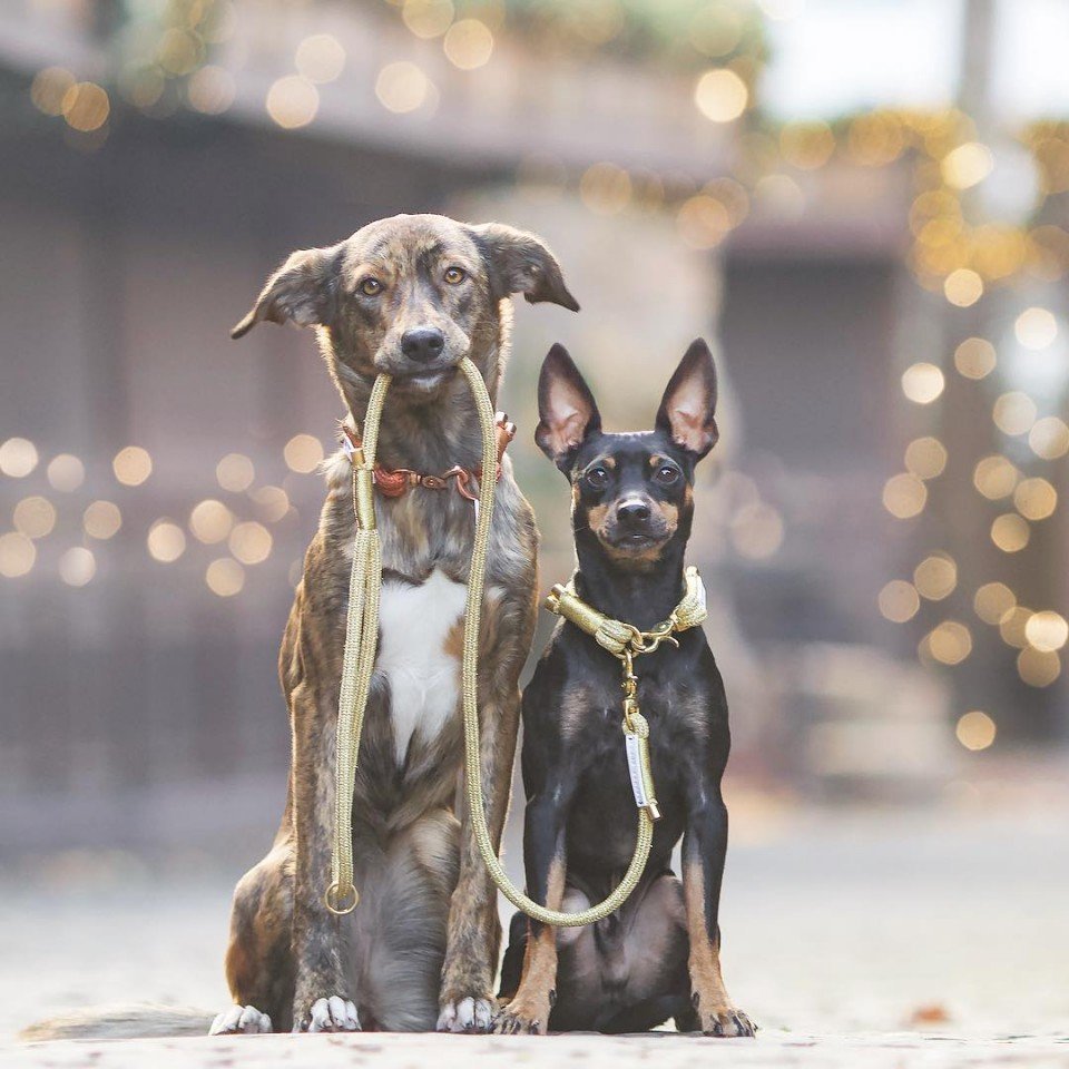 Самые верные друзья - 8