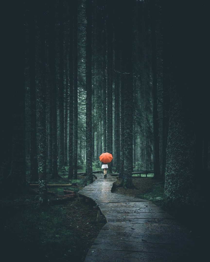 Сюжеты в таинственных лесах Германии