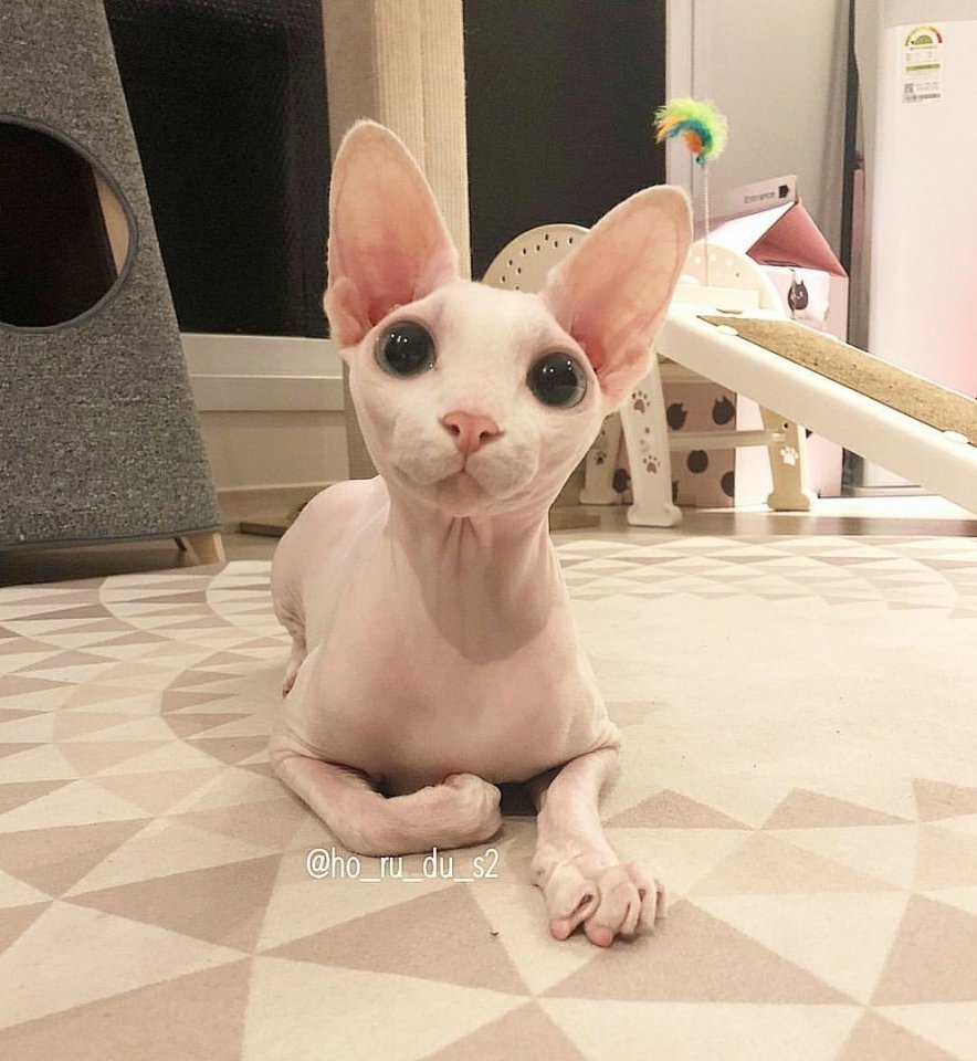 Когда у тебя нет шерсти, но ты все равно очень милый - 7