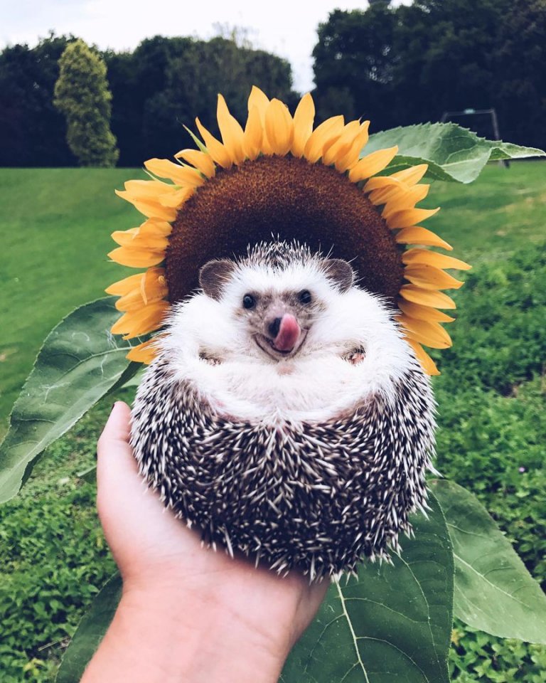 Если у вас упало настроение - поднимите и больше не роняйте! - 7