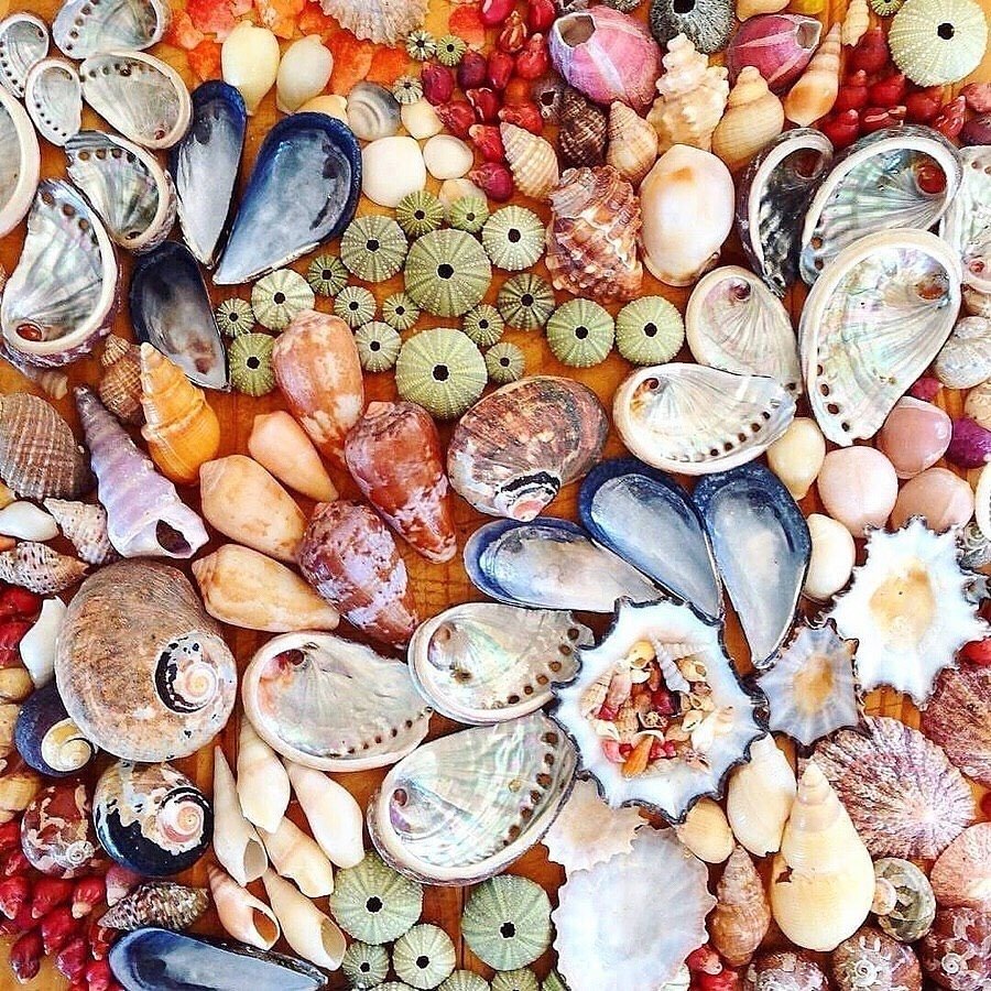 Сокровища моря