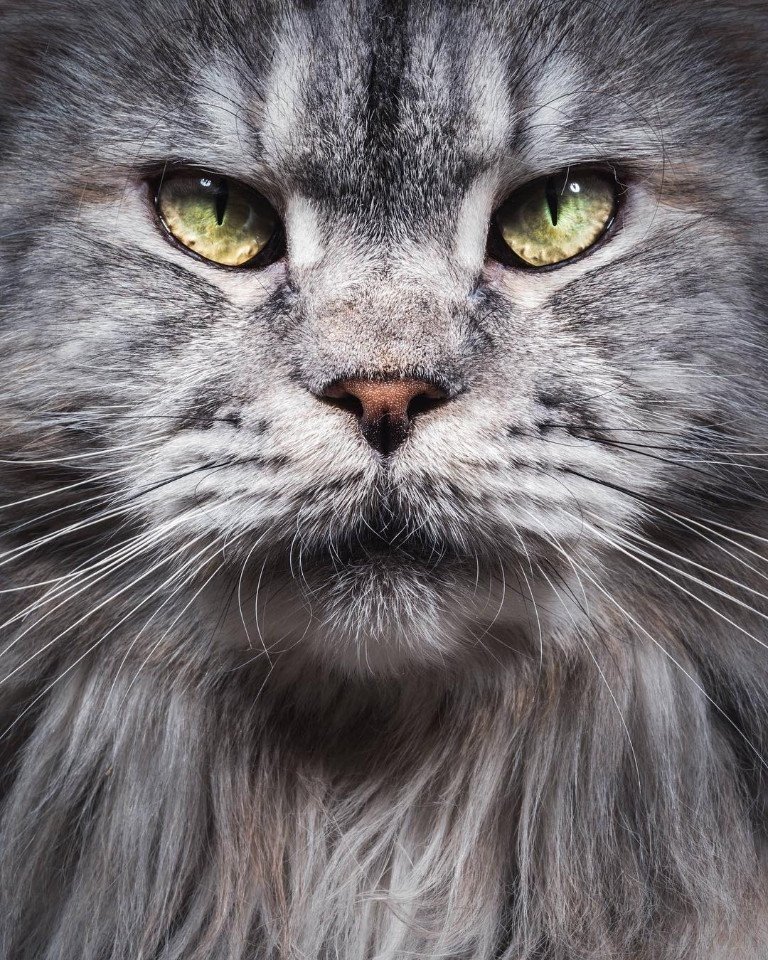 Наглые, брутальные, любимые морды