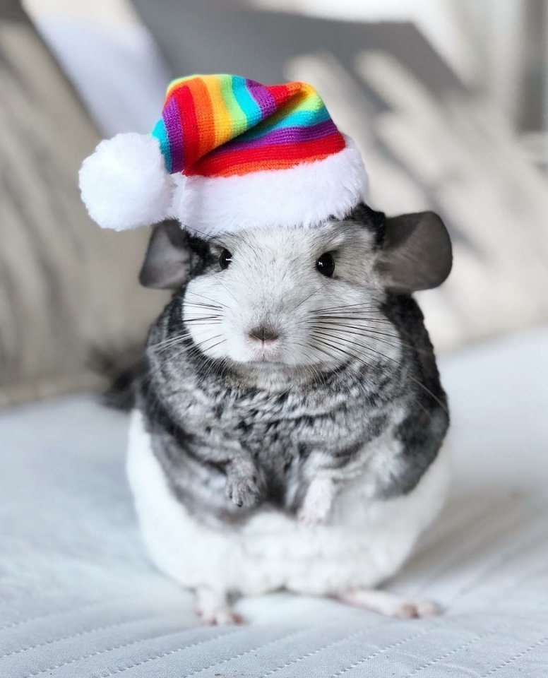 Маленькие пушистые шиншиллы  - 5