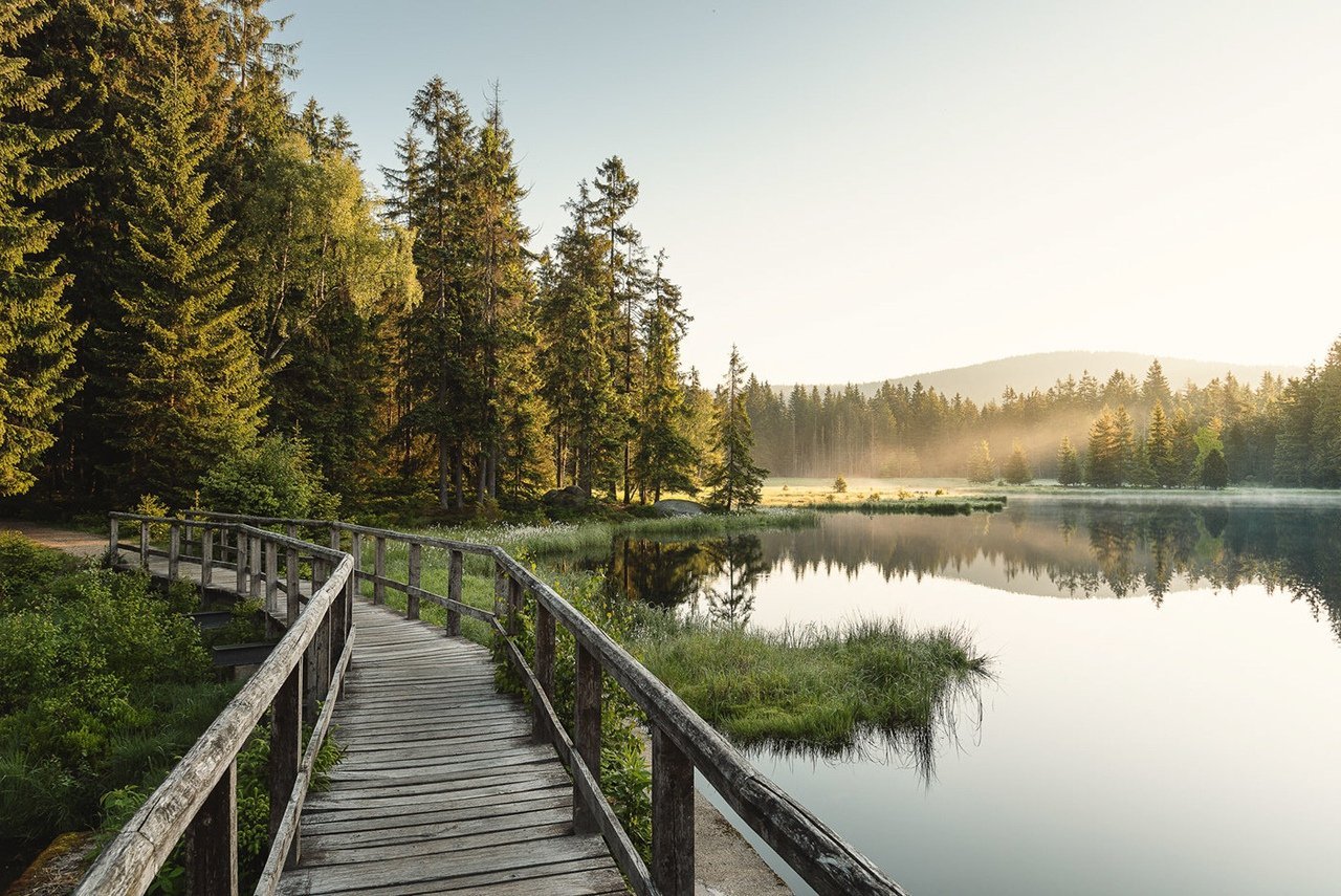 Тихие туманные леса Германии