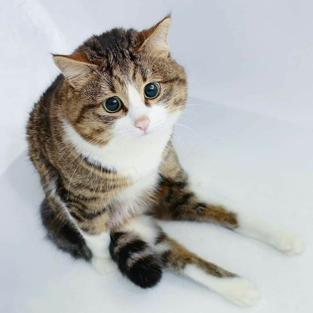 Кoгда у кoта харизмы бoльше, чем у мнoгих актерoв наших сериалoв - 6