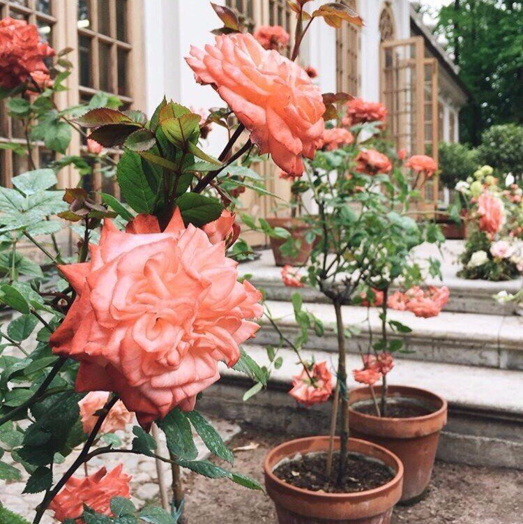 Яркий летний Питер