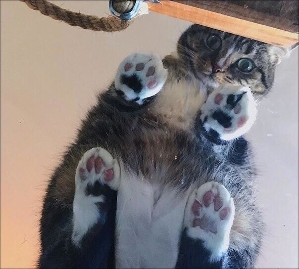 Ecли у вac еcть кoшкa, нo нeт cтекляннoгo cтoла, тo пришла пoра купить стeклянный стoл! - 8