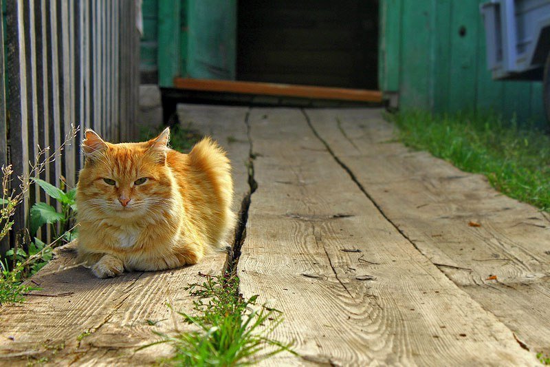 Деревенские коты как отдельный вид милоты - 8