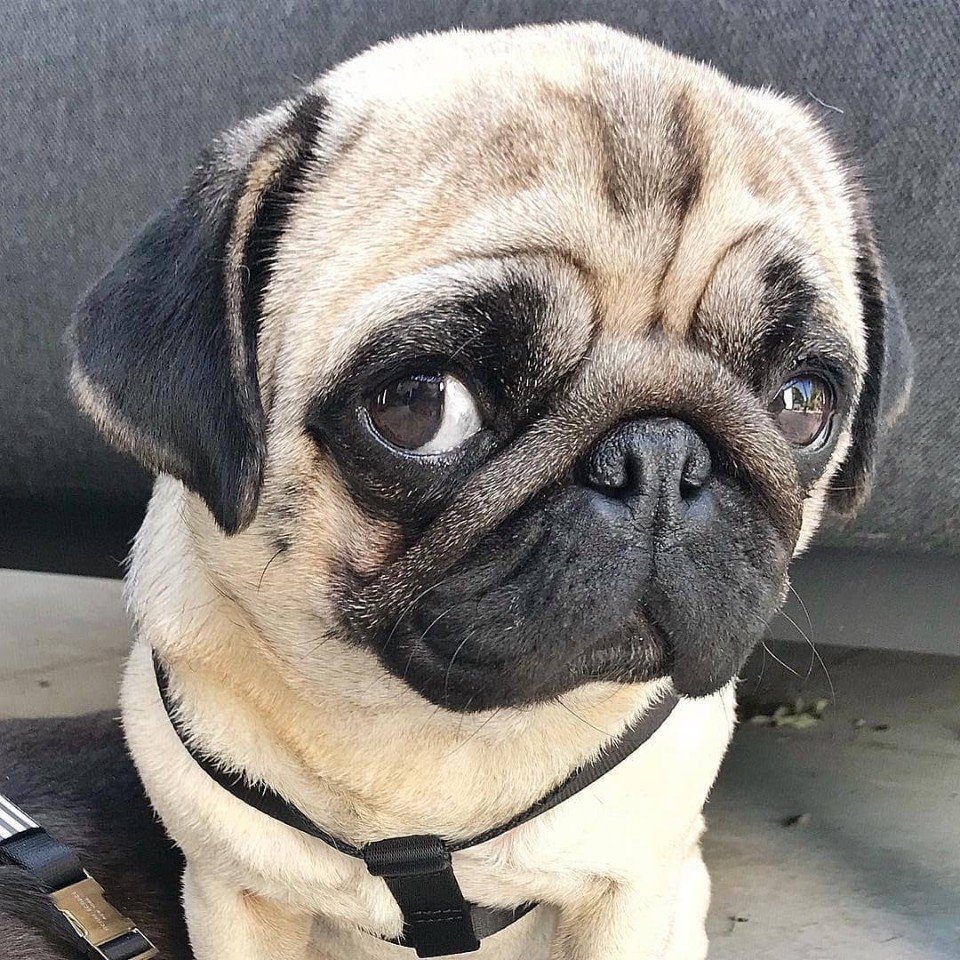 Забавные милахи. А вам нравятся мопсы? - 5