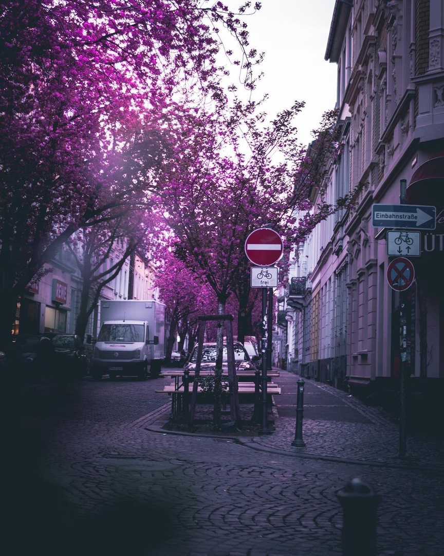 Цветущий Бонн, Германия