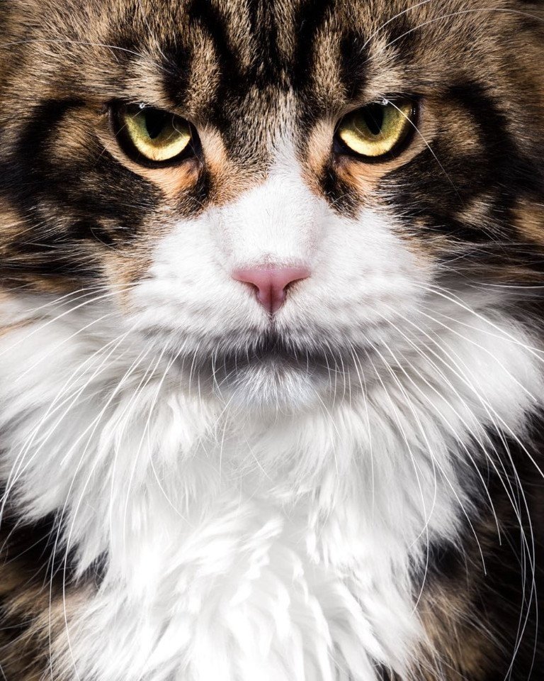 Наглые, брутальные, любимые морды - 5