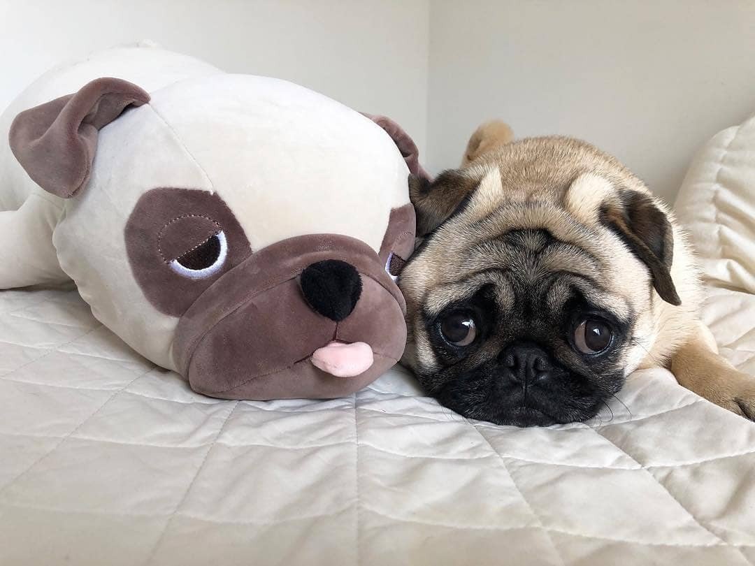 Забавные милахи. А вам нравятся мопсы? - 7