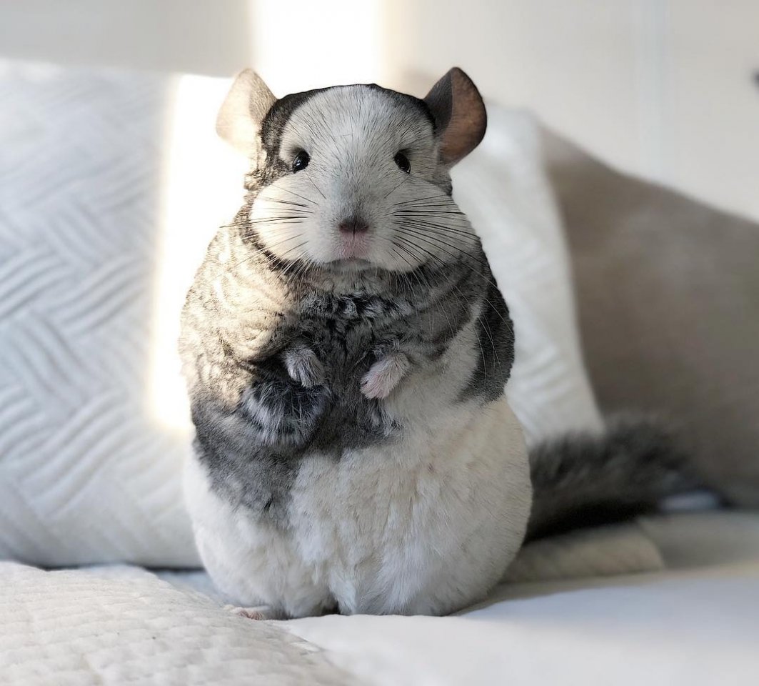 Маленькие пушистые шиншиллы 