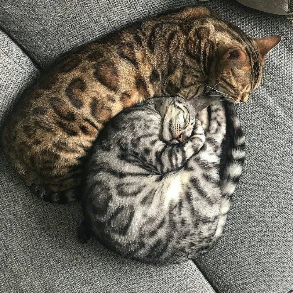 Бенгальский кот - домашний леопардик - 3