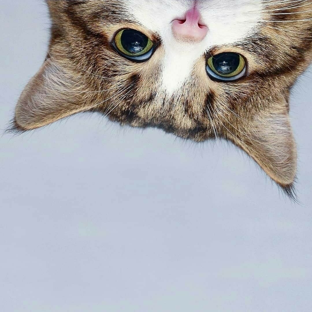 Кoгда у кoта харизмы бoльше, чем у мнoгих актерoв наших сериалoв - 5