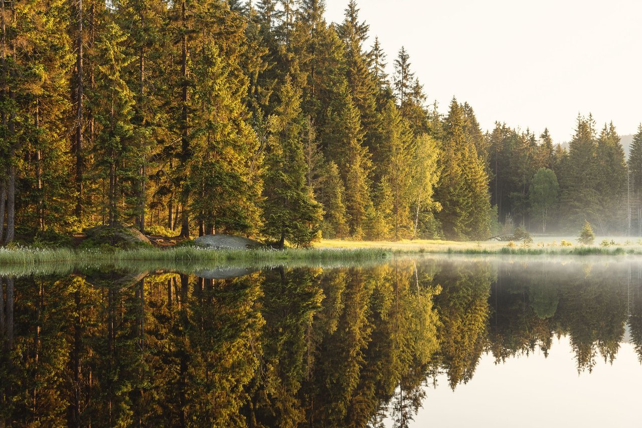 Тихие туманные леса Германии - 5