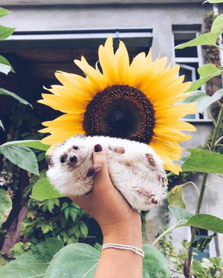 Если у вас упало настроение - поднимите и больше не роняйте!