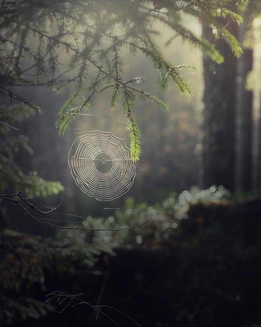 Душе отчаянно не хватает лесной тишины...