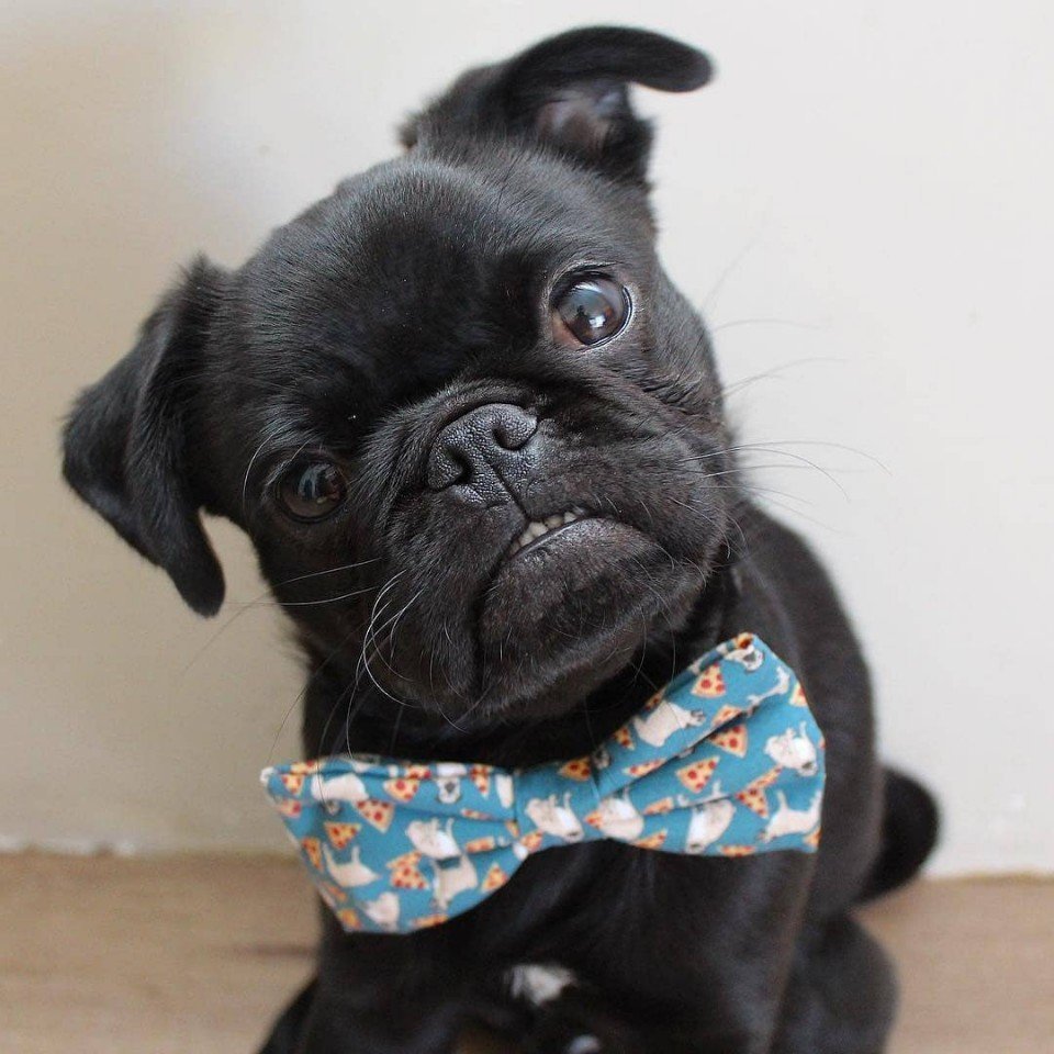 Забавные милахи. А вам нравятся мопсы? - 8