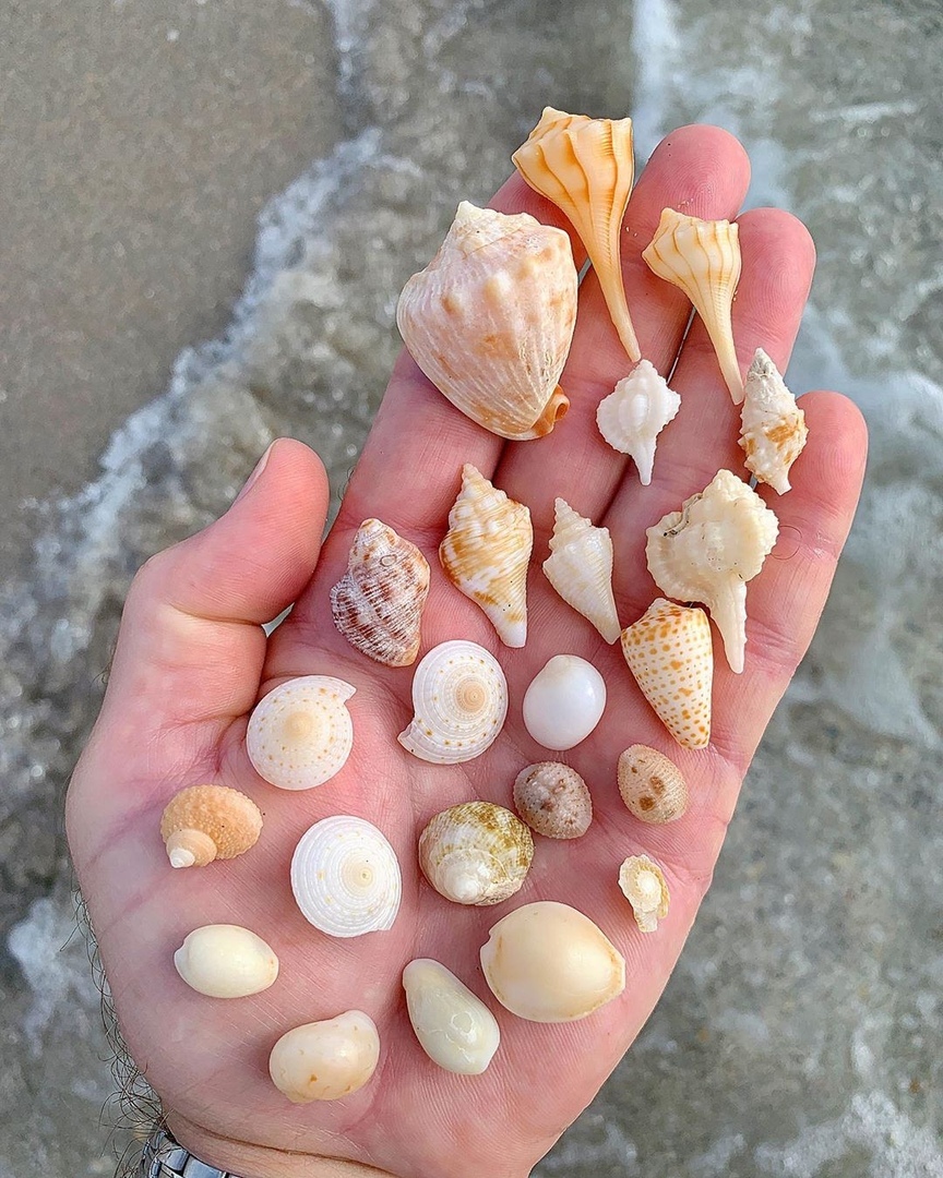 Дары моря - 6