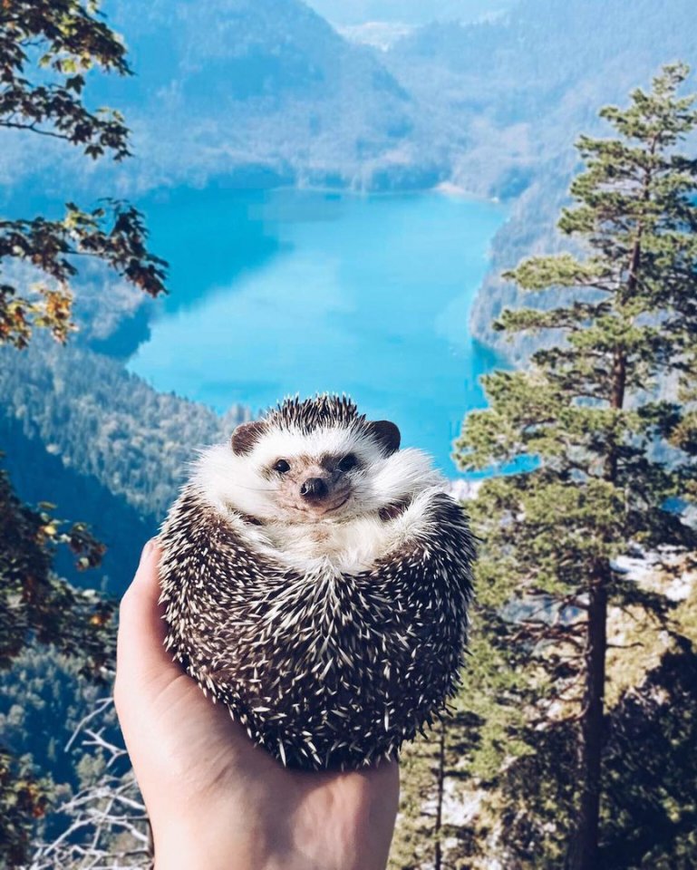 Если у вас упало настроение - поднимите и больше не роняйте! - 6