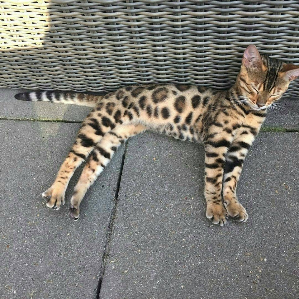 Бенгальский кот - домашний леопардик - 2