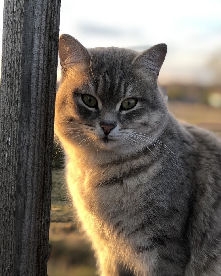Первый парень на деревне