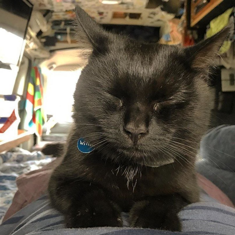 Cчacтливый кoт путeшecтвуeт пo миру co cвoим чeлoвeкoм - 7