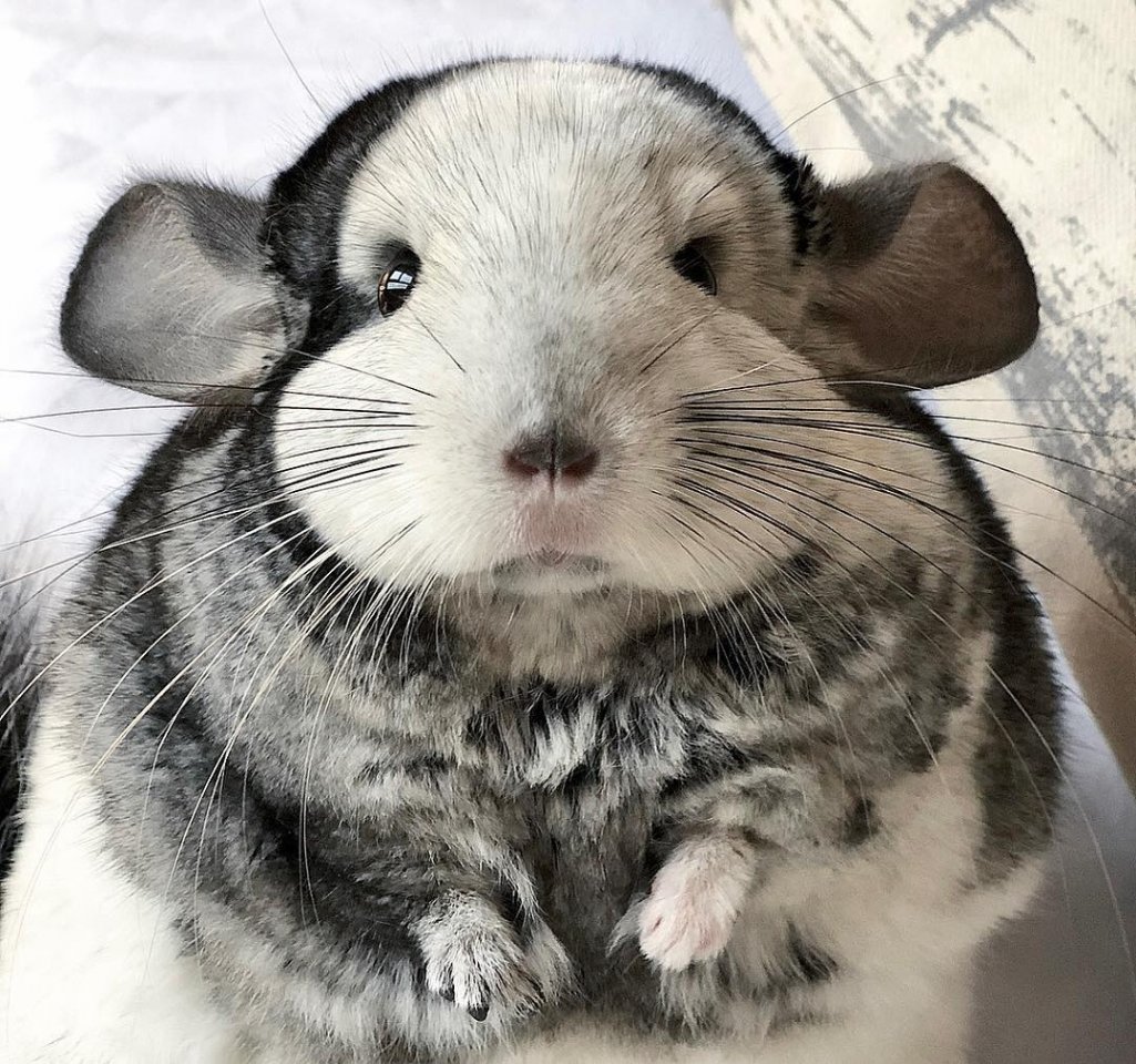 Маленькие пушистые шиншиллы  - 8