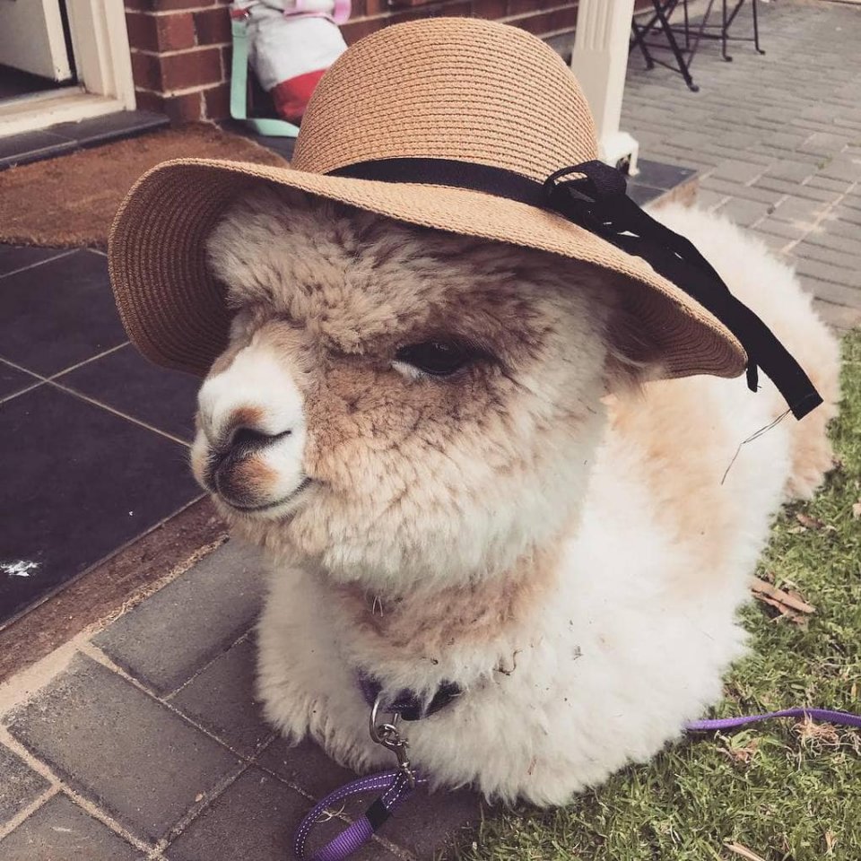 У кого-то дома живут коты и собаки, а у кого-то - милая альпака Альфи