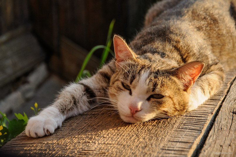 Деревенские коты как отдельный вид милоты - 6