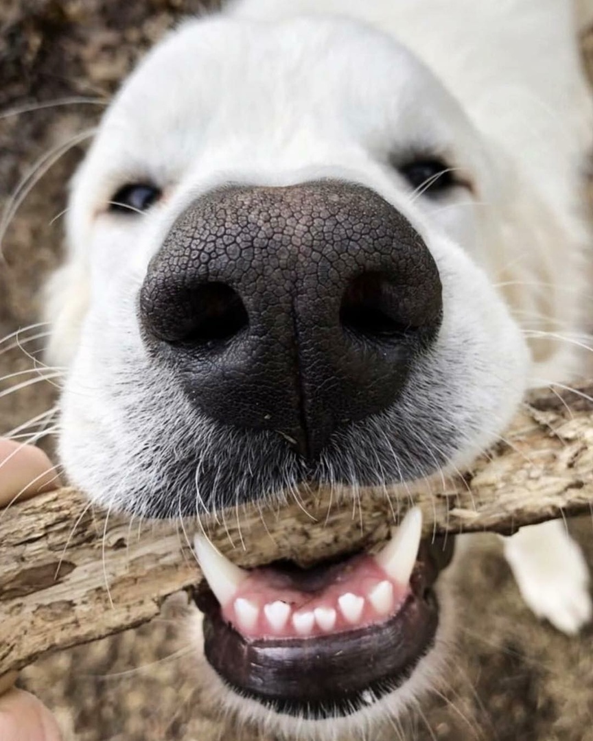 Любопытных носиков пост - 8