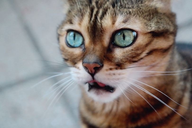 Бенгальская кошечка с глазами чистой воды - 5