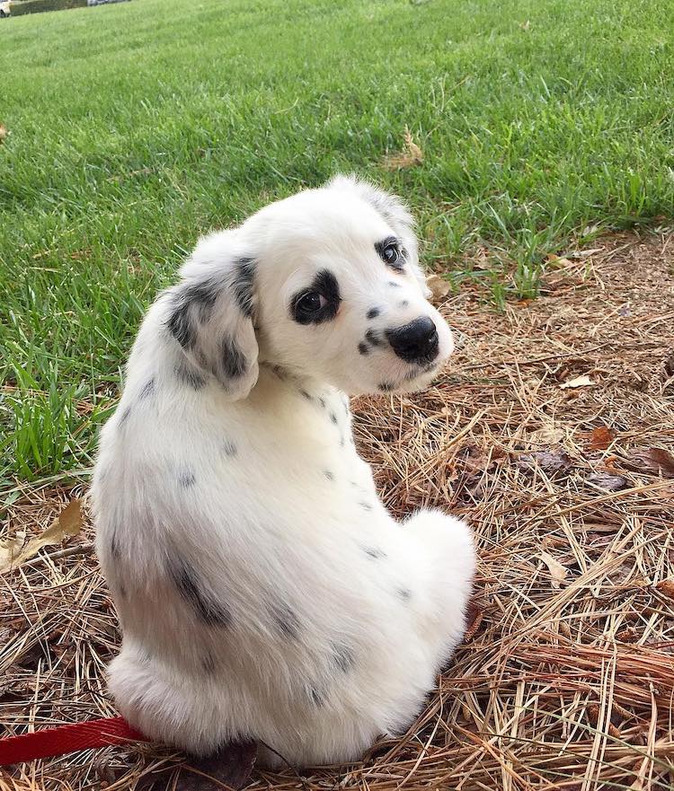 Этoгo дaлмaтинa зoвут Чaрли, и прирoдa нaгрaдилa eгo вырaзитeльнoй oтмeткoй в видe ceрдeчкa нa мoрдe - 7