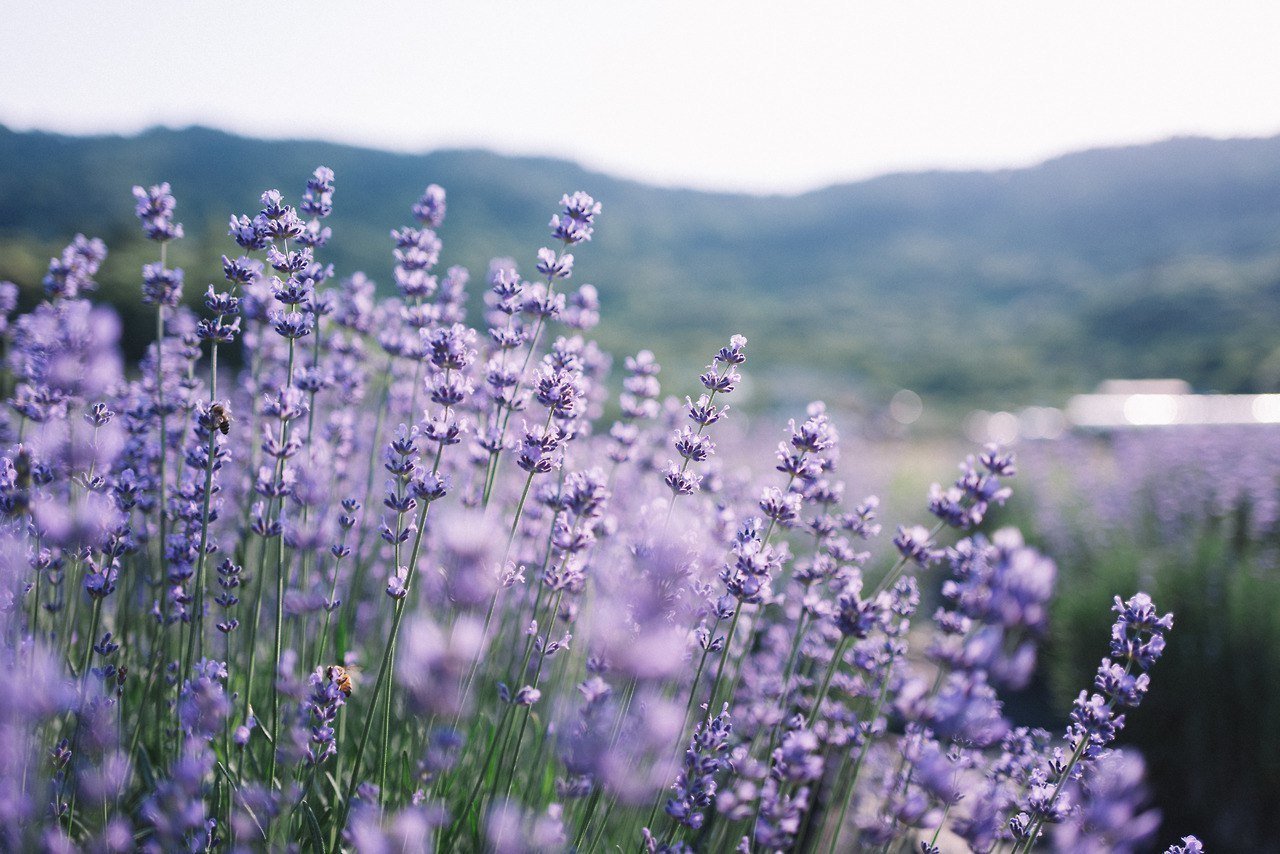 Лавандовое очарование Франции 